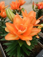 [5026 TinyDoubleYou No02.JPG]